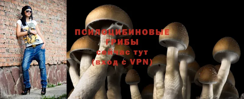 Галлюциногенные грибы Psilocybe  Отрадная 